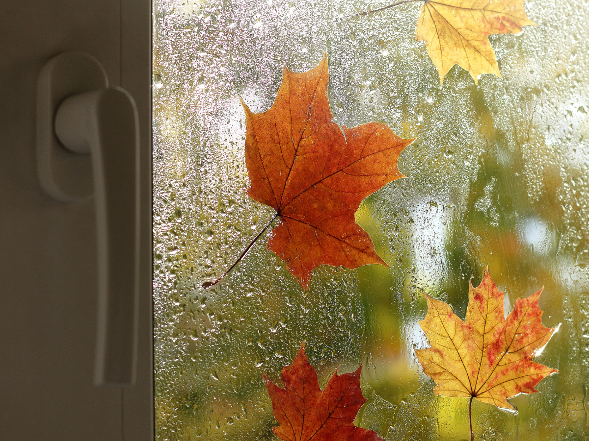 Beat the Winter Damp: How Window Blinds Can Help Prevent Mould and Condensation